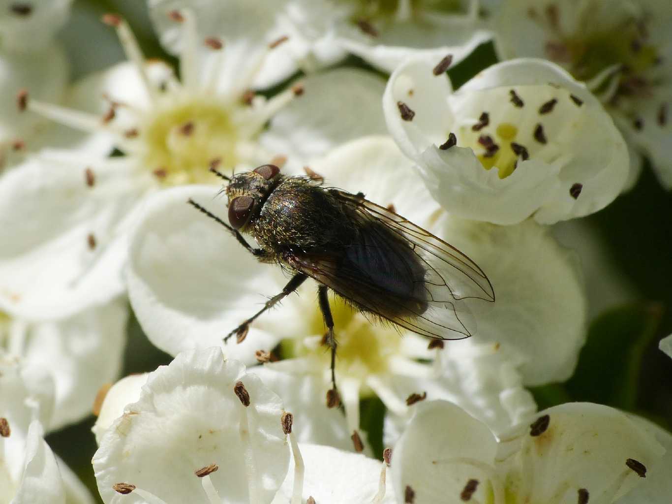 Pollenia sp. femmina